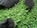 Hemianthus callitrichoides "Cuba" (Хемиантус каллитрихоидес "Куба") - меристемное растение для аквариума 821.061.1.11