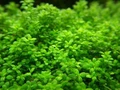 Hemianthus callitrichoides "Cuba" (Хемиантус каллитрихоидес "Куба") - меристемное растение для аквариума 821.061.1.11