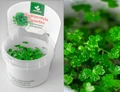 Hydrocotyle tripartita (Гидрокотила трипартита) - меристемное растение для аквариума 821.211.1.11