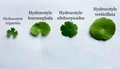 Hydrocotyle tripartita (Гидрокотила трипартита) - меристемное растение для аквариума 821.211.1.11
