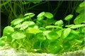 Hydrocotyle verticillata (Гидрокотила вертикальная) - меристемное растение для аквариума 821.361.1.11 - фото 31769