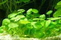 Hydrocotyle verticillata (Гидрокотила вертикальная) - меристемное растение для аквариума 821.361.1.11