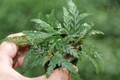 Hygrophila pinnatifida (Гигрофила пиннатифида) - меристемное растение для аквариума 821.531.1.11