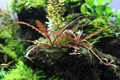 Hygrophila pinnatifida (Гигрофила пиннатифида) - меристемное растение для аквариума 821.531.1.11