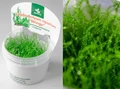 Leptodictyum riparium "Stringy" (Лептодиктиум рипариум "Стринги") - меристемное растение для аквариума 821.401.1.11