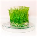 Leptodictyum riparium "Stringy" (Лептодиктиум рипариум "Стринги") - меристемное растение для аквариума 821.401.1.11 - фото 31774