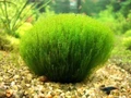Leptodictyum riparium "Stringy" (Лептодиктиум рипариум "Стринги") - меристемное растение для аквариума 821.401.1.11