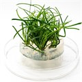 Littorella uniflora (Литторелла Унифлора) - меристемное растение для аквариума 821.611.1.11 - фото 31781