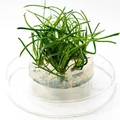 Littorella uniflora (Литторелла Унифлора) - меристемное растение для аквариума 821.611.1.11