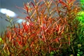 Ludwigia arcuata (Людвигия аркуата, Дугообразная) - меристемное растение для аквариума 821.911.1.11