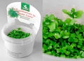 Micranthemum tweediei "Monte Carlo" (Микрантемум "Монте Карло") - меристемное растение для аквариума 821.091.1.11
