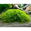 Moss sp. "Bubble" (Мох "Бабл") - меристемное растение для аквариума 821.681.1.11