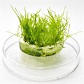 Moss sp. "Giant Soufh America" (Мох "Большая Южная Америка") - меристемное растение для аквариума 821.601.1.11 - фото 31795