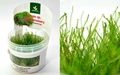 Moss sp. "Thamarassery" (Мох "Тамарассер") - меристемное растение для аквариума 821.551.1.11