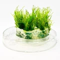 Moss sp. "Thamarassery" (Мох "Тамарассер") - меристемное растение для аквариума 821.551.1.11