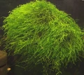 Moss sp. "Thamarassery" (Мох "Тамарассер") - меристемное растение для аквариума 821.551.1.11