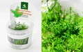 Myriophyllum mattogrossence (Мириофиллум маттогроссенс) - меристемное растение для аквариума 821.321.1.11