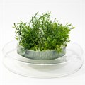 Myriophyllum mattogrossence (Мириофиллум маттогроссенс) - меристемное растение для аквариума 821.321.1.11 - фото 31801