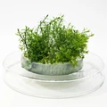 Myriophyllum mattogrossence (Мириофиллум маттогроссенс) - меристемное растение для аквариума 821.321.1.11