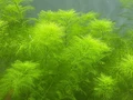 Myriophyllum mattogrossence (Мириофиллум маттогроссенс) - меристемное растение для аквариума 821.321.1.11