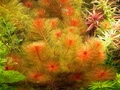 Myriophyllum mattogrossense red (Мириофиллум маттогроссенс красный) - меристемное растение для аквариума 821.591.1.11