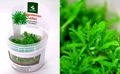 Pogostemon helferi (Погостемон хелфера) - меристемное растение для аквариума 821.231.1.11
