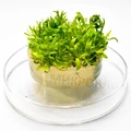 Pogostemon helferi (Погостемон хелфера) - меристемное растение для аквариума 821.231.1.11