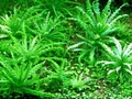 Pogostemon helferi (Погостемон хелфера) - меристемное растение для аквариума 821.231.1.11