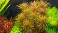 Pogostemon stellatus sp."Dassen" (Погостемон стеллатус "Дассен") - меристемное растение для аквариума 821.891.1.11