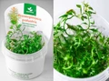 Proserpinaca palustris (Прозерпинака палюстрис) - меристемное растение для аквариума 821.161.1.11