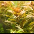 Proserpinaca palustris (Прозерпинака палюстрис) - меристемное растение для аквариума 821.161.1.11