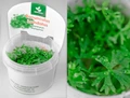 Ranunculus inundatus (Ранункулус инундатус) - меристемное растение для аквариума 821.341.1.11
