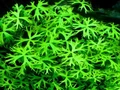 Ranunculus inundatus (Ранункулус инундатус) - меристемное растение для аквариума 821.341.1.11