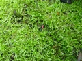 Riccia fluitans (Риччия флуитанс) - меристемное растение для аквариума 821.351.1.11