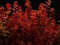 Rotala macrandra mini (Ротала макрандра мини (крупнотычинковая)) - меристемное растение для аквариума 821.771.1.11