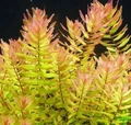 Rotala macrandra green (Ротала макрандра зелёная) - меристемное растение для аквариума 821.871.1.11