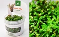 Rotala rotundifolia "H'Ra" (Ротала круглолистная "H’Ra") - меристемное растение для аквариума 821.581.1.11