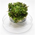 Rotala rotundifolia "H'Ra" (Ротала круглолистная "H’Ra") - меристемное растение для аквариума 821.581.1.11 - фото 31824
