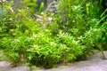 Rotala sp. "Bangladesch" (Ротала Бангладеш") - меристемное растение для аквариума 821.861.3.11