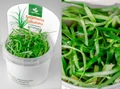 Sagittaria subulata (Стрелолист шиловидный) - меристемное растение для аквариума 821.391.1.11