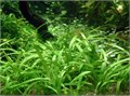 Sagittaria subulata (Стрелолист шиловидный) - меристемное растение для аквариума 821.391.1.11 - фото 31829