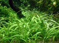 Sagittaria subulata (Стрелолист шиловидный) - меристемное растение для аквариума 821.391.1.11
