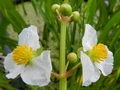 Sagittaria subulata (Стрелолист шиловидный) - меристемное растение для аквариума 821.391.1.11