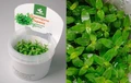 Staurogyne repens (Стаурогина Репенс) - меристемное растение для аквариума 821.131.1.11