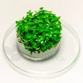 Staurogyne repens (Стаурогина Репенс) - меристемное растение для аквариума 821.131.1.11