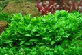 Staurogyne repens (Стаурогина Репенс) - меристемное растение для аквариума 821.131.1.11
