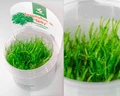 Taxiphyllum sp. "Spiky " (Таксифиллум "Спайки" (Колючий мох)) - меристемное растение для аквариума 821.371.1.11