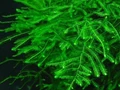 Taxiphyllum sp. "Spiky " (Таксифиллум "Спайки" (Колючий мох)) - меристемное растение для аквариума 821.371.1.11