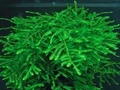 Taxiphyllum sp. "Spiky " (Таксифиллум "Спайки" (Колючий мох)) - меристемное растение для аквариума 821.371.1.11