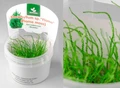 Taxiphyllum sp. "Flame", (Flame moss) (Таксифиллум "Флейм" (Мох Пламя)) - меристемное растение для аквариума 821.291.1.11